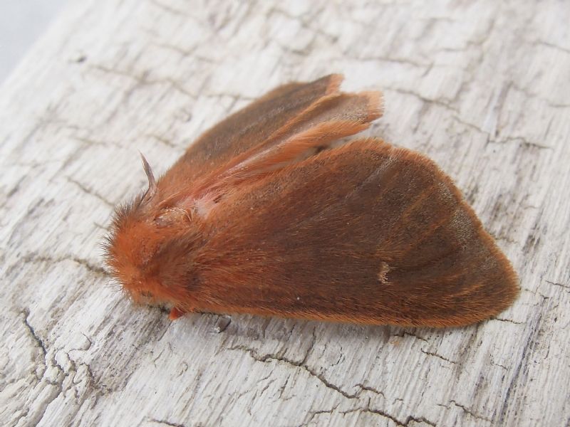 Ocneria rubea
